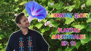 Morning Glory  PLANTAS ANCESTRALES EP 13 [upl. by Fife]