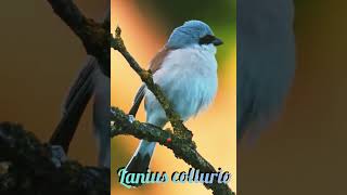 Lanius collurio aves relaxing cantodeaves birdsounds lovbird Nature Sounds Birds Relaxing [upl. by Aliber192]