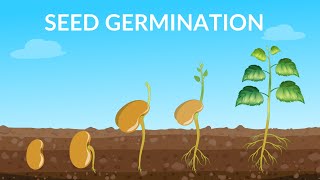 Seed Germination  How Does A Seed Become A Plant [upl. by Niobe]