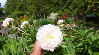 Early June Flowers Peonies Lupines Deutzia amp more Garden Tour [upl. by Costanza]