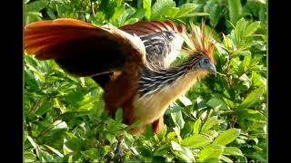 Hoatzin sounds [upl. by Atnohs244]