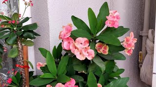 Crown of Thorns is not flowering or growing 5 secrets to get a Crown of Thorns to Bloom [upl. by Durward]