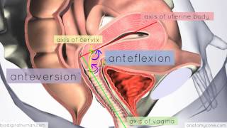 Introduction to Female Reproductive Anatomy Part 3  3D Anatomy Tutorial [upl. by Jone]