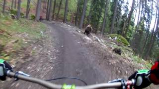 Bear on the Bikepark  SLOW MOTION  Malino Brdo SLOVAKIA [upl. by Nemrac464]