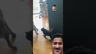 Cat and rat love and funny moments cat humor gato gatos catlover ytshorts shortsvideo [upl. by Namurt131]