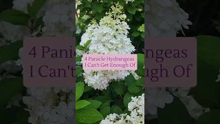 Four Panicle Hydrangeas You Need gardentips hydrangeas flowers garden spring flowergardening [upl. by Shorter]