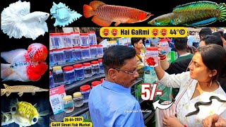 Recent Aquarium Fish Price Update  Galiff street Fish Market  Galiff Street new video 28042024 [upl. by Erme]