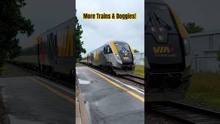 Casselman ON Siemens Venture Trainset amp Whippet Doggy viarail railways trains [upl. by Ree]