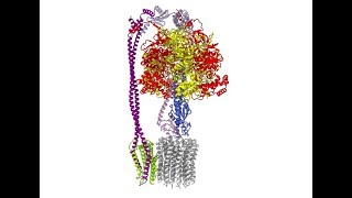 Bacterial ATP synthase in three rotational states [upl. by Domella]