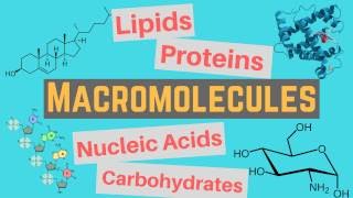 Macromolecules  Classes and Functions [upl. by Alleyne225]