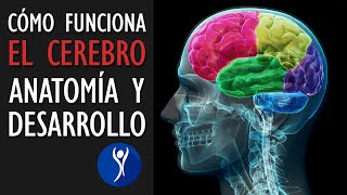 La estructura del cerebro características y crecimiento [upl. by Benildas]