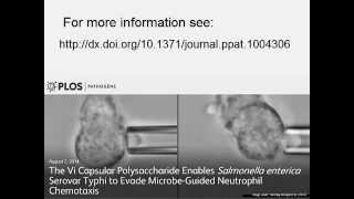 Human neutrophil versus Salmonella Typhimurium Chemotaxis and phagocytosis [upl. by Yziar974]