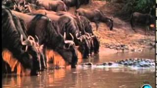 Explore the Wildlife Kingdom  Wildebeest The Great African Migration  Trailer [upl. by Malarkey]