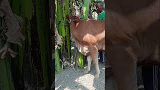 capufe cattlefarm brazil cow vacaholandesa farmanimal fazendadegado sapijumbo [upl. by Neelram]