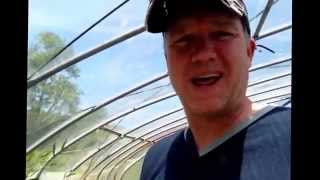 permaculture  making organic wormwood insect repellent [upl. by Amado]