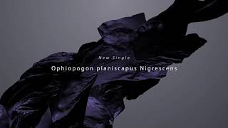 Ophiopogon planiscapus Nigrescens Trailer  Hello1103 [upl. by Assena]