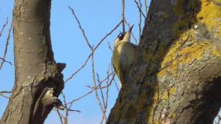 Green Woodpecker funny call National trust Burwell fen 10Mar15 UK 306p [upl. by Skees]