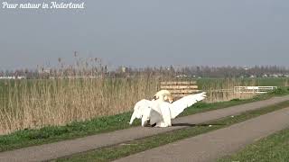 Zwanen vechten Zwanen gevecht Swan attacks swan Swans fight Swan fight [upl. by Lamberto]