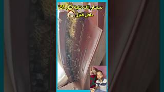 شاهد خلية نحل 🐝 في قلب منزل هذا الرجل 👍سبحان الله المغرب النحل دويتو الجزائر duet تيكتوك [upl. by Anne60]