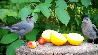 Catbird feeds fledgling delicious cherry 🍒 [upl. by Eelrahs]