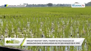 One North Central Luzon Droughtresistant crops itinanim ng mga magsasaka sa Mangaldan Pangasinan [upl. by Accisej512]