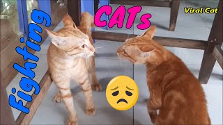 Cats Fighting and Meowing  These Two are Bloody Brothers  Viral Cat [upl. by Cleveland]