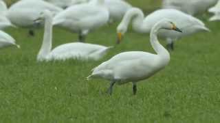 Sigma 800mm APO EX DG HSM F56 Lens With Lumix GH4 Bewicks Swans Up Close [upl. by Ididn]