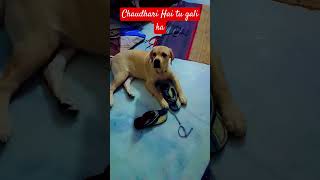 Chaudhari Hai tu gali ka dog doglover love like 1kwatching doglover like [upl. by Aidahs]