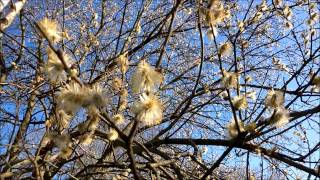 Gedicht quotFrühling lässt sein blaues Bandquot von Mörike [upl. by Kania]