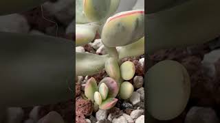 Cotyledon Orbiculata Variegated Round Leaf [upl. by Ulland]