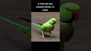 Difference between Macaw Parrot Parakeet Budgies and Cockatoo [upl. by Ennirroc]