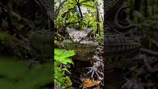 Tuatara In Wild tuatara lizard reptile species ytshorts shorts aiinsights ai [upl. by Akirret827]