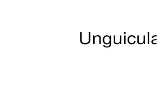 How to pronounce Unguiculata [upl. by Ravilob]