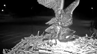 Iris Attacked By Great Horned Owl on Hellgate Osprey Cam  May 21 2024 [upl. by Yanad]