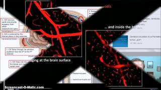 Sleep Importance  CSF cleaning [upl. by Hewes]