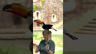 Largest species of toucan  toco toucan shorts toucanbird montecasino [upl. by Aicercal]