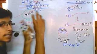 Polyadenylation of mRNA poly a tail [upl. by Valenba387]