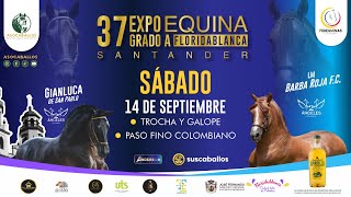 37 EXPOEQUINA GRADO A FLORIDABLANCA  SANTANDER 2024 DIA 2 TROCHA Y GALOPEPASO FINO COLOMBIANO [upl. by Anairt]