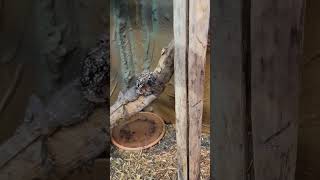 New Frilled Dragon enclosure with custom background reptiles diy lizard dragon [upl. by Etienne420]