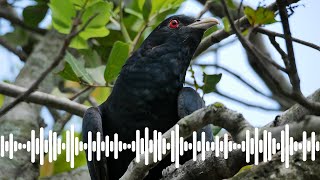 quotStorm birdquot Eastern Koel Call  Australian Bird Sounds amp Songs [upl. by Andros]