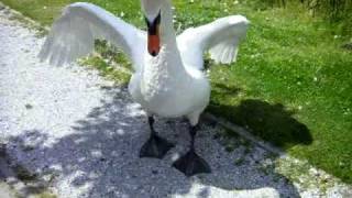 boze zwaan  angry swan [upl. by Maurise490]