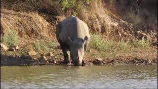 Black Rhino at Waterhole [upl. by Eniwtna]