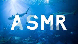 ASMR SFX  A WHALE CRYING  24 HOURS CHALLENGE TO THINK OF EARTH [upl. by Alexa]