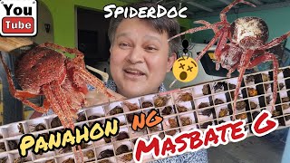 MASBATE Spiders UNBOXING Panahon na naman ng Gagambang MASBATE PINKY vs TIGRE Spider Fight [upl. by Otreblaug13]