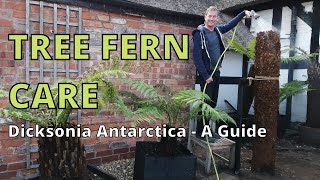 TREE FERN CARE Dicksonia Antarctica A Guide [upl. by Spurgeon]