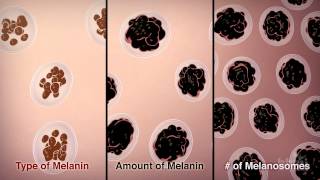 How We Get Our Skin Color  HHMI BioInteractive Video [upl. by Erasmo]