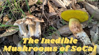 Identifying the wild mushrooms of Southern California [upl. by Villada519]