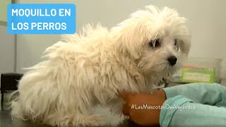 Qué es el moquillo en los perros y cuáles son los síntomas [upl. by Wilma]