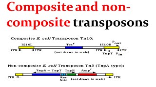 Transposable Elements  Informative Microbiology Lectures  Molecular Biology by Doctordr [upl. by Snehpets]