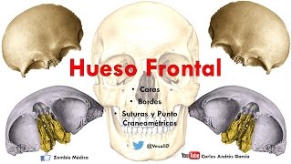 Anatomía  Hueso Frontal Caras Bordes Puntos Craneométricos [upl. by Akcira]